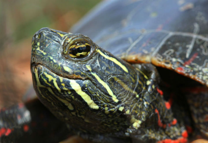 Midland Painted Turtle